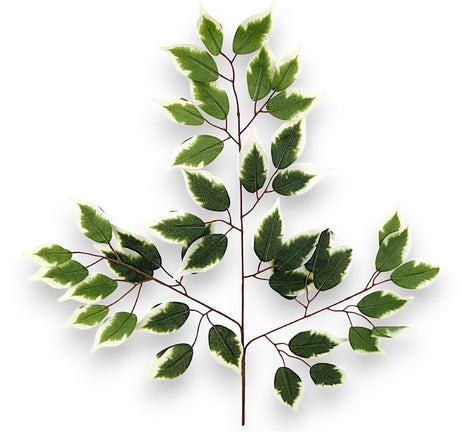 imagine produs Creanga ficus cu 42 frunze S/12 crem/verde