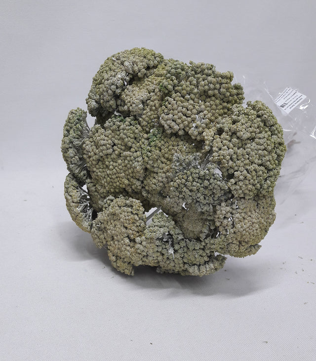 imagine produs Achillea varuit aqua