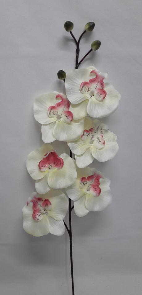 imagine produs Fir orhidee 80cm S/6 crem/roz