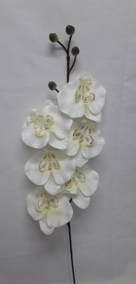 imagine produs Fir orhidee 80cm S/6 crem