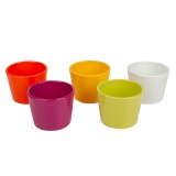 imagine produs Bol ceramic primula 11cm S/15 mixt