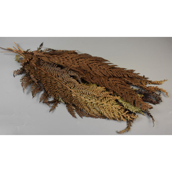 Frunza feriga 50cm natur