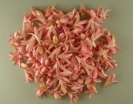 imagine produs Stelute lily inalbit