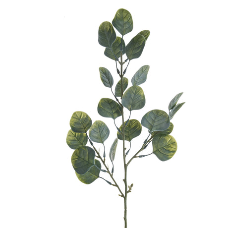 imagine produs Fir eucalypt cu frunze rotunde verde deschis