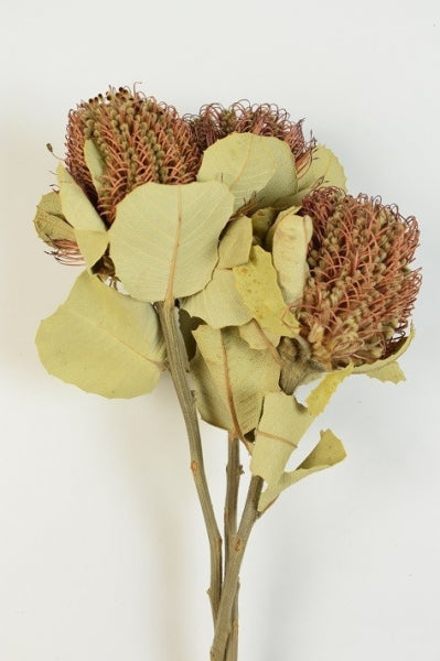 imagine produs Banksia coccinea