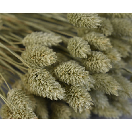 Tallaris 100g natur