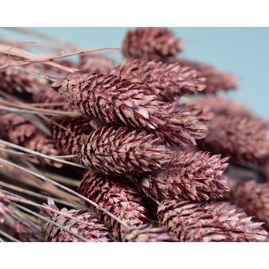 Tallaris 100gr brumat bordeaux
