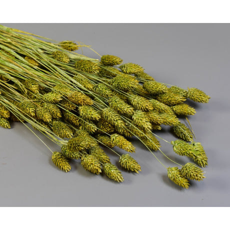 Tallaris 100g brumat verde deschis