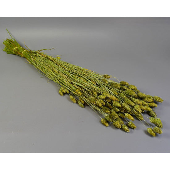 Tallaris 100g brumat verde deschis