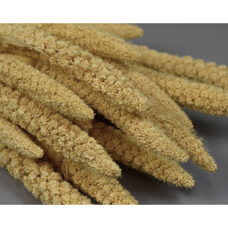 Mohor 100g inalbit
