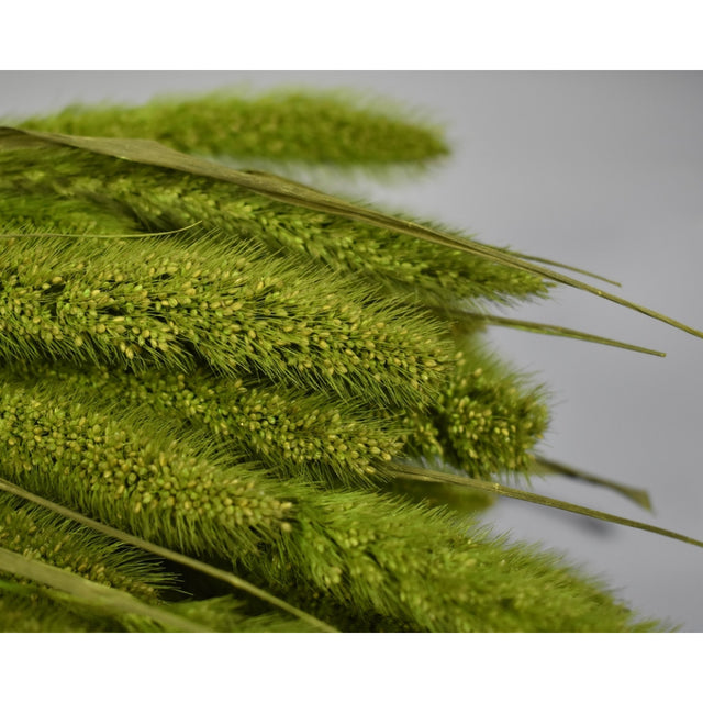 Mohor 100gr verde deschis