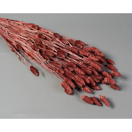 Tallaris 100gr brumat rosu