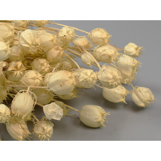 Nigella damascena 100gr inalbit