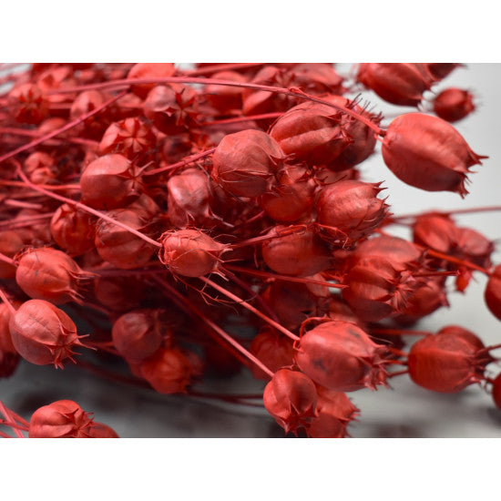 Nigella damascena 100gr rosu