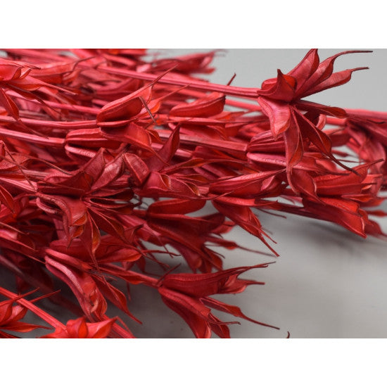 Nigella orientale 100gr inalbit rosu