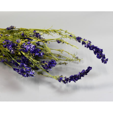Delphinium albastru natur