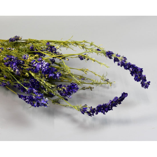 Delphinium albastru natur