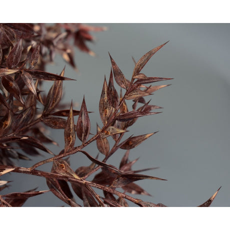 Ruscus brumat portocaliu