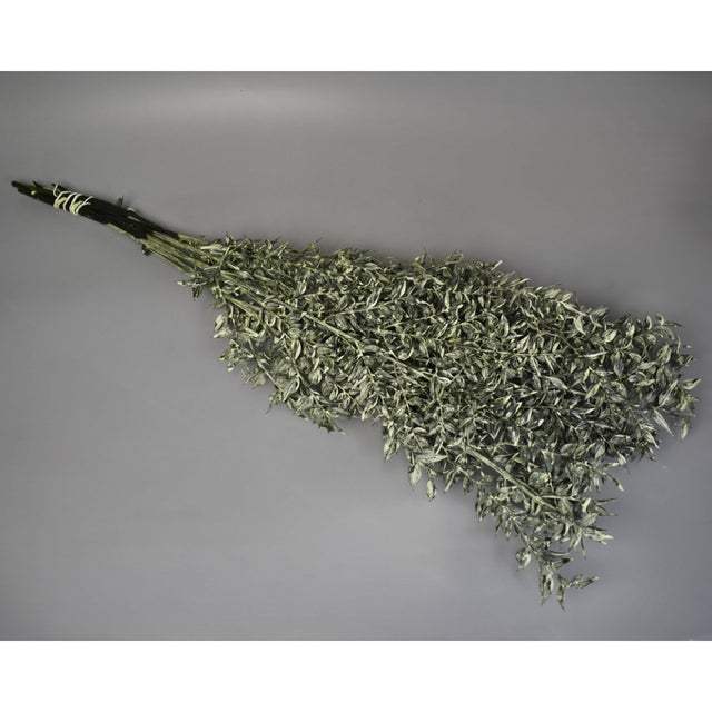 Ruscus brumat verde deschis