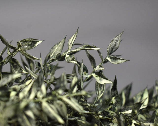 Ruscus brumat verde deschis