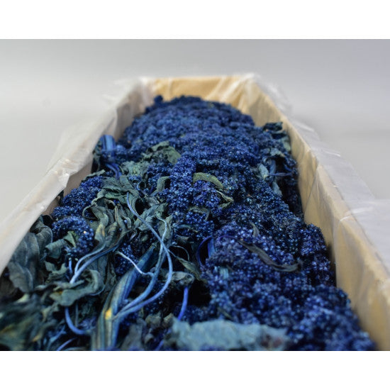 Amaranthus caudatus 2x0.2kg preparat albastru