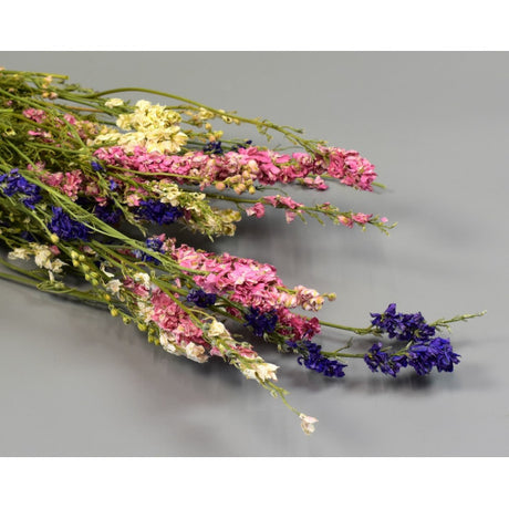 Delphinium amestec natur