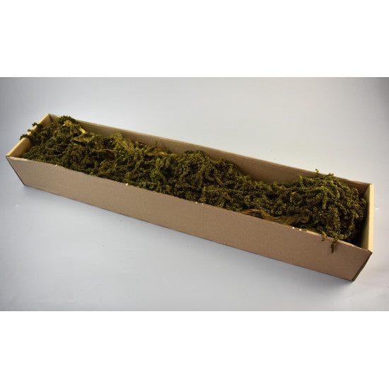 Amaranthus caudatus preparat verde muschi 2x0.2kg