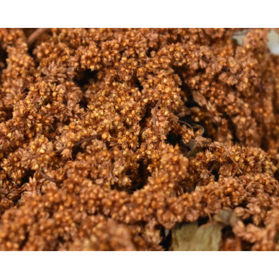 Amaranthus caudatus prep. portocaliu 2x0.2kg