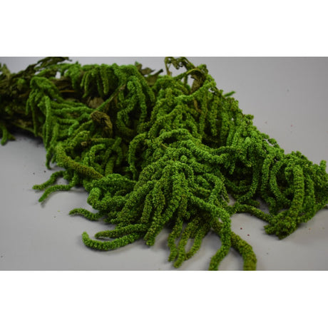 Amaranthus caudatus preparat verde deschis 2x0.2kg