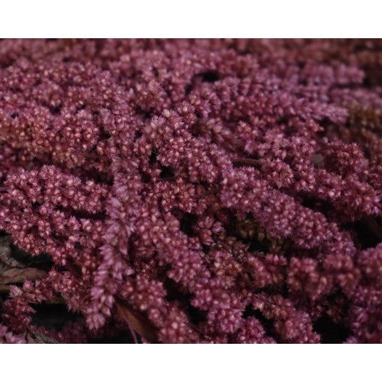 Amaranthus caudatus preparat roz 2x0,2kg