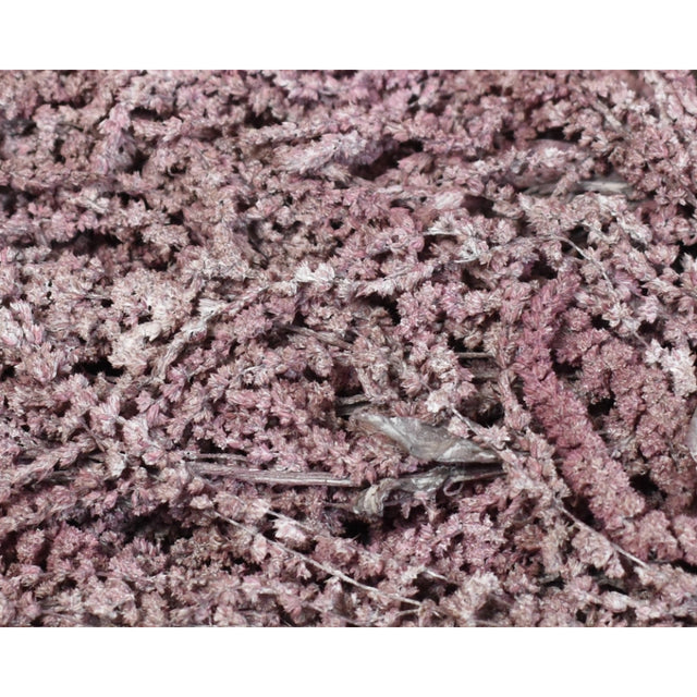 Amaranthus caudatus preparat brumat roz 2x0,2kg