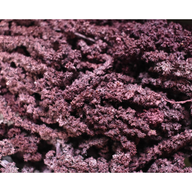 Amaranthus caudatus preparat brumat bordeaux 2x0,2kg