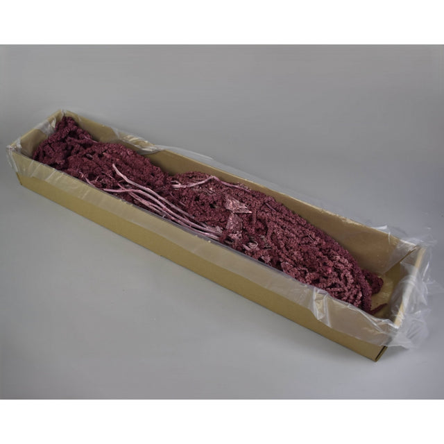 Amaranthus caudatus preparat brumat bordeaux 2x0,2kg