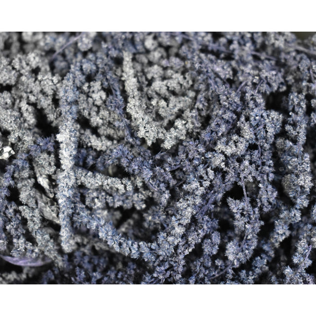 Amaranthus caudatus preparat brumat albastru 2x0,2kg
