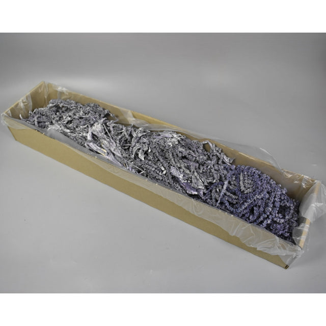 Amaranthus caudatus preparat brumat albastru 2x0,2kg