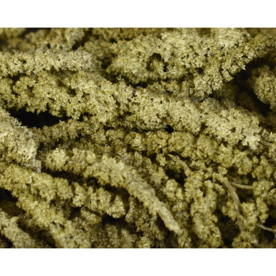 Amaranthus caudatus preparat brumat verde muschi 2x0,2kg
