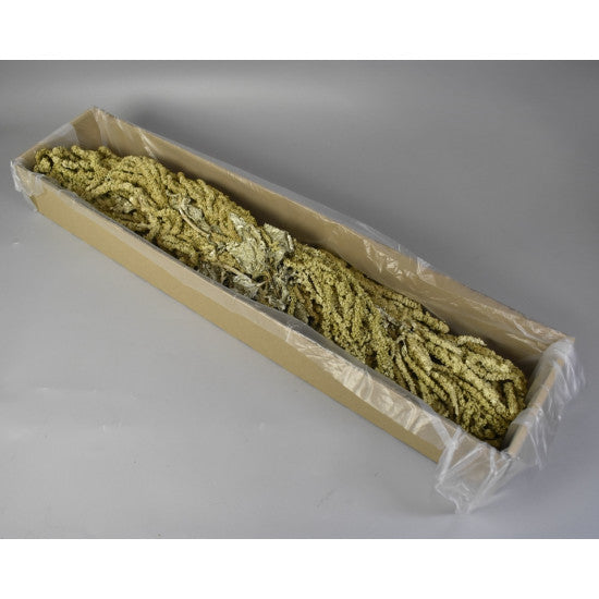 Amaranthus caudatus preparat brumat verde muschi 2x0,2kg