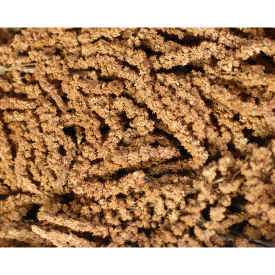 Amaranthus caudatus preparat brumat portocaliu 2x0,2kg