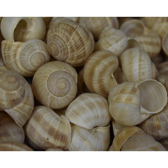 Scoici eticsiga natur 0,5kg