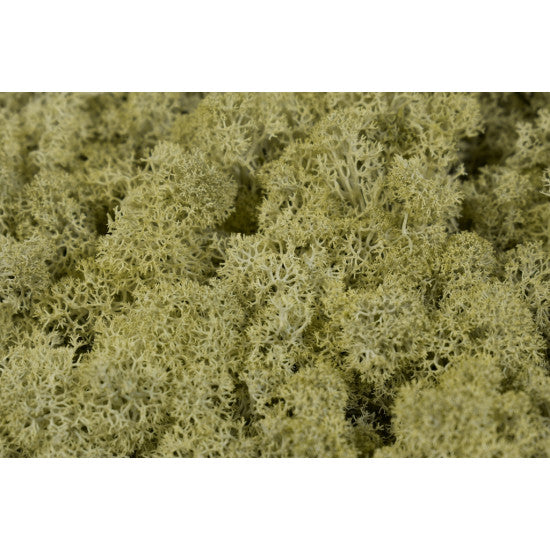 Muschi Islanda 0.25kg natur