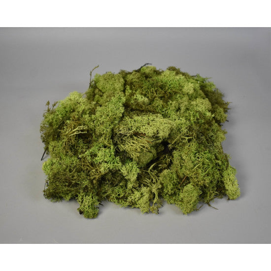 Muschi Islanda. 0,25kg verde deschis