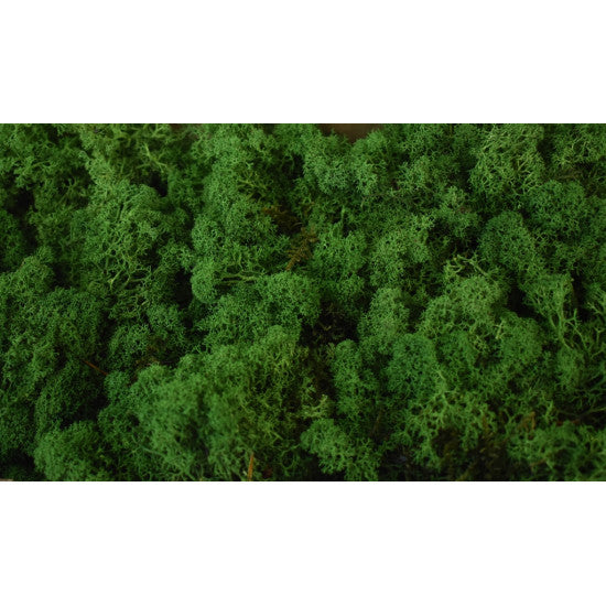 Muschi Islanda verde mediu 0,25KG