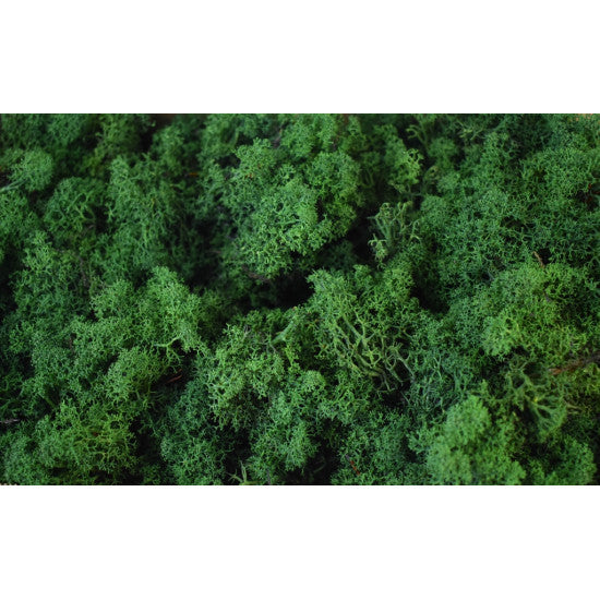 Muschi Islanda verde inchis 0,25kg