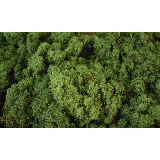 Muschi Islanda verde muschi 0,25KG