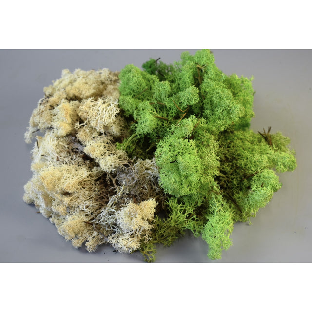 Muschi Islanda 1kg natur
