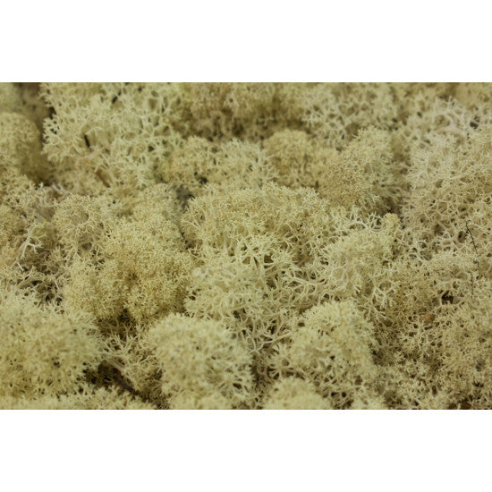 Muschi Islanda 500gr  natur