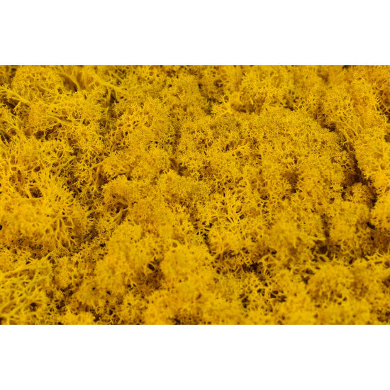 Muschi Islanda 500gr galben