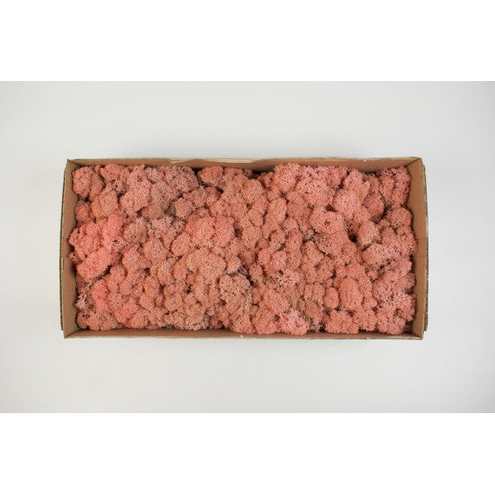 Muschi islanda 500g roz