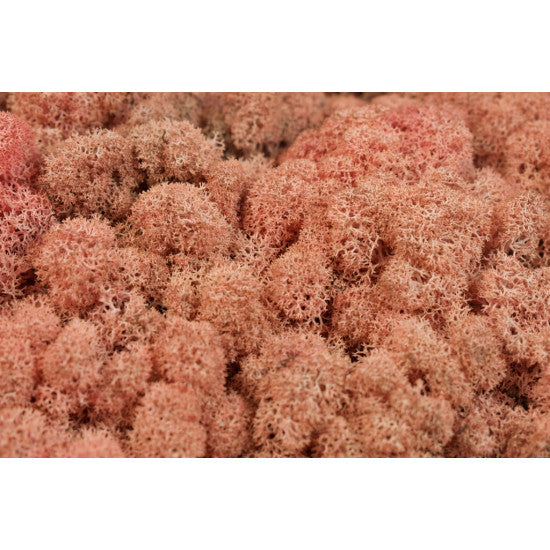 Muschi islanda 500g roz