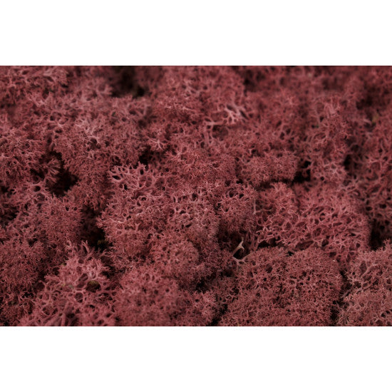 Muschi Islanda 500g bordeaux